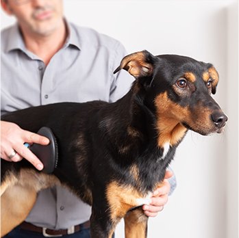 Cura degli animali domestici